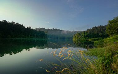 Landscape of forest and lake with wild grass