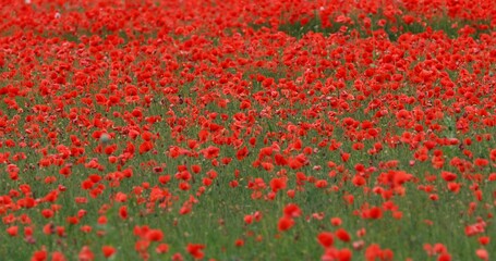 The view of poppies fields