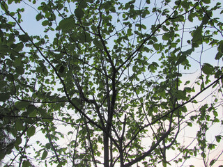 green hazelnut leaves in a light blue sky