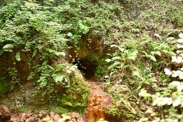Source of yellow water