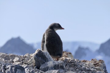 Fluffy penguin chick standing on stones , Antarctica