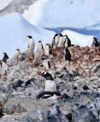 Penguin mother with fluffy chick in colony on top of rocky island, Antarctica
