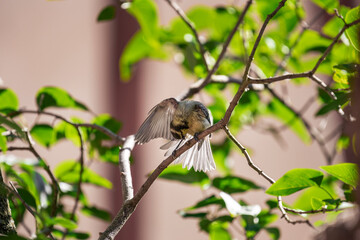 Spatz sitzt im Baum