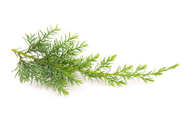 Juniper twig isolated on white background. Ornamental plants for landscape design.