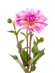 Dahlia flower. Pink Dahlia flower with green leaves, isolated on white background, with clipping path.