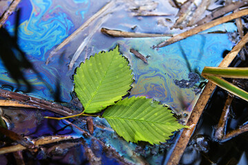 Leakage of oil products into the river. Large scale ecological disaster. Green leaves float in a...