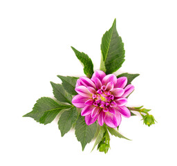 Dahlia flower. Pink Dahlia flower with green leaves, isolated on white background, with clipping path. Top view.