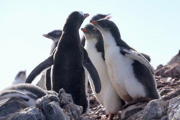 Fototapeta premium penguin mother feeding fluffy chicks, food chasing, stone island , Antarctica