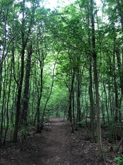 path in the forest