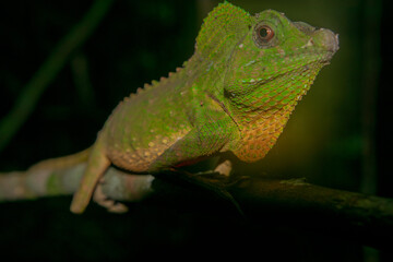 スリランカのインドシナウォータードラゴン(chinese water dragon)