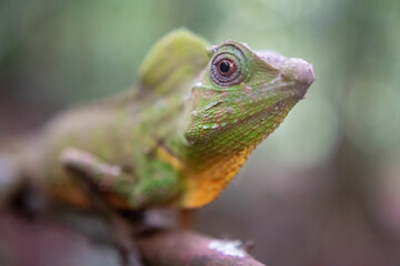 スリランカのインドシナウォータードラゴン(chinese water dragon)