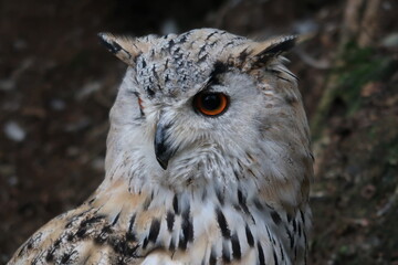 Buho Siberiano