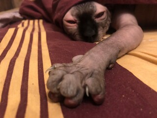 cat sleeping on the couch