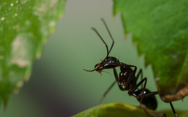 Ant on leaf - Macro