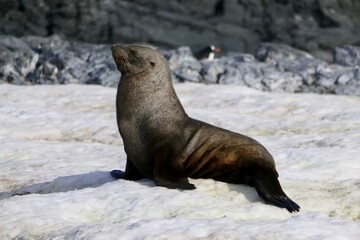 Obraz premium Grumpy looking fur seal on snow, Antarctica
