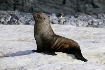 Grumpy looking fur seal on snow, Antarctica