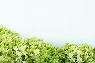 A large lush bouquet of white and green garden hydrangea flowers on a white background