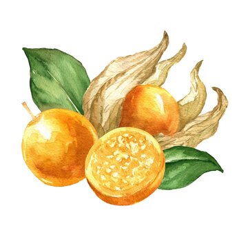 Hand drawn watercolor winter cherry composition on white background. Food Physalis illustration. 