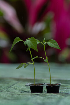 cultivation of vegetable plants in grow bags