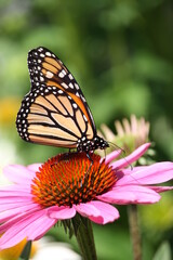 Fototapeta na wymiar Monarch butterfly on a bright flower