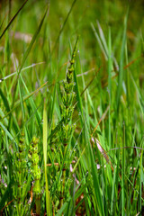 Morning dew on the green grass. Horsetail and Wheatgrass grow on the lawn. Vertical photo