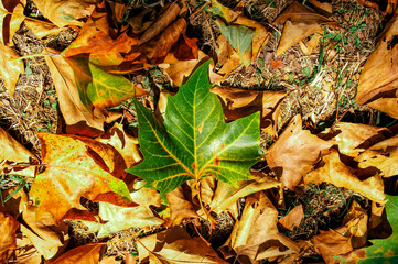 maple leaf with autumn leaves on the ground