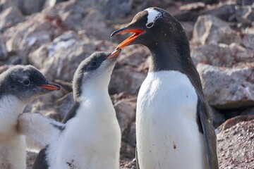 Penguin feeding hungry fluffy chicks, stone island, Antarctica