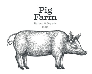 Hand drawn farm animal illustration. Vector pig sketch. Retro hog illustration