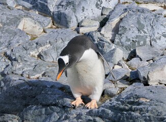 Fototapeta premium Curiously looking penguin standing on stones, Antarctica