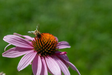 Echinacea mit Biene auf der Blüte - Sonnenhut