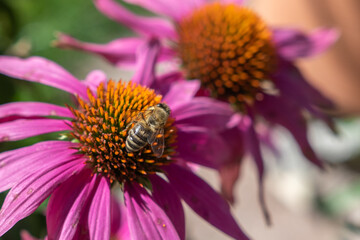 Biene auf Sonnenhut Blume
