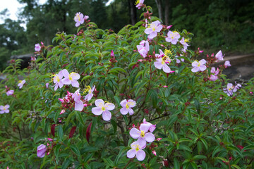 pink flowers in the garden