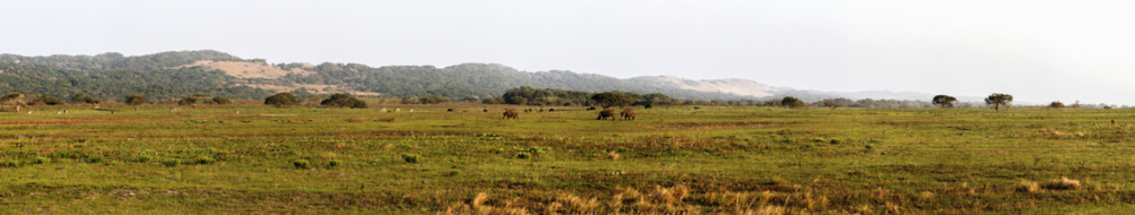Naklejka na ściany i meble Panorama of landscape with grazing black rhinos at iSimangaliso Wetland Park, South Africa