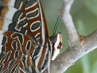 Farfalla
