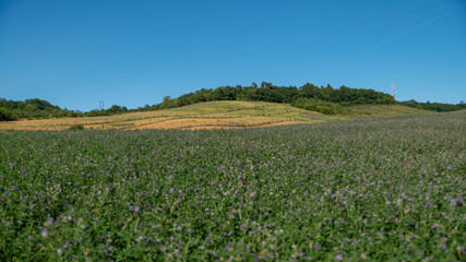 
Magnificent spring landscape. Alfalfa fields in bloom and tree-lined hill, under an azure blue sky