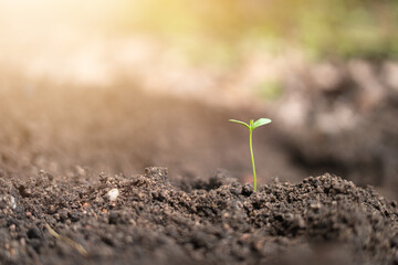Plant seeds growing in gardens rich and beautifu sunlight , refreshing, growing, caring. And Copy space.