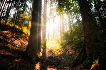 Die Sonne strahlt in den Wald hinein