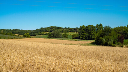 
Magnificent golden landscape, wheat field in spring and green hills in the distance, under an azure blue sky