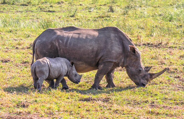 Black rhino with baby at iSimangaliso Wetland Park (previously Greater St. Lucia Wetland Park) near...