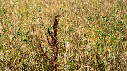 
Rumex or curly sorrel in the middle of wheat fields, in summer