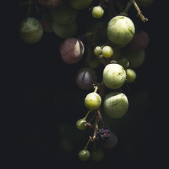 close up of a bunch of grapes