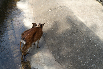 おかあさんといっしょ
