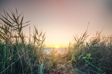 Morning sunrise by the sea with green grass
