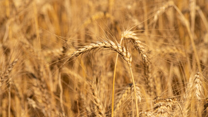 
Close-up on the wheat in spring, beautiful golden ears under the rays of the sun