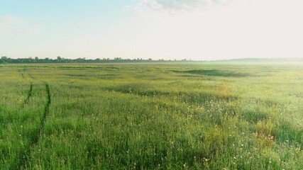 Flying over natural landscape green field wirh white mist at sunrise at summer. Meadow with flowers and glade in sun rays at warm day. Aerial view of wild places on nature.