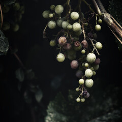 close up of a bunch of grapes