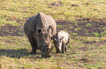Obraz premium Black rhino with baby at iSimangaliso Wetland Park (previously Greater St. Lucia Wetland Park) near St Lucia, South Africa