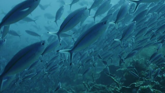 A school of fish from a double-lined fusilier, Pterocaesio tessellata, is swimming in the blue water in direction of the camera, Raja Ampat, Indonesia