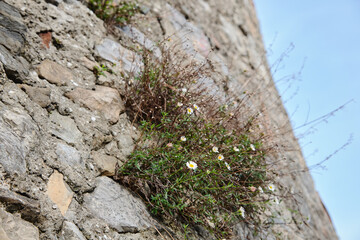 daisies grow from a stone wall