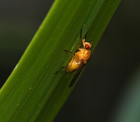Small yellow fly on a leaf